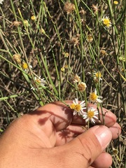 Chloracantha spinosa spinosa