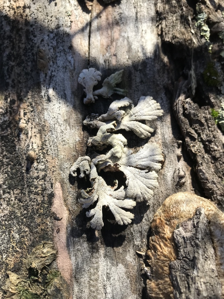 Schizophyllum commune · July 2025 · photo: © fuligogirl (iNaturalist, cc-by)
