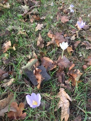 Crocus kotschyanus