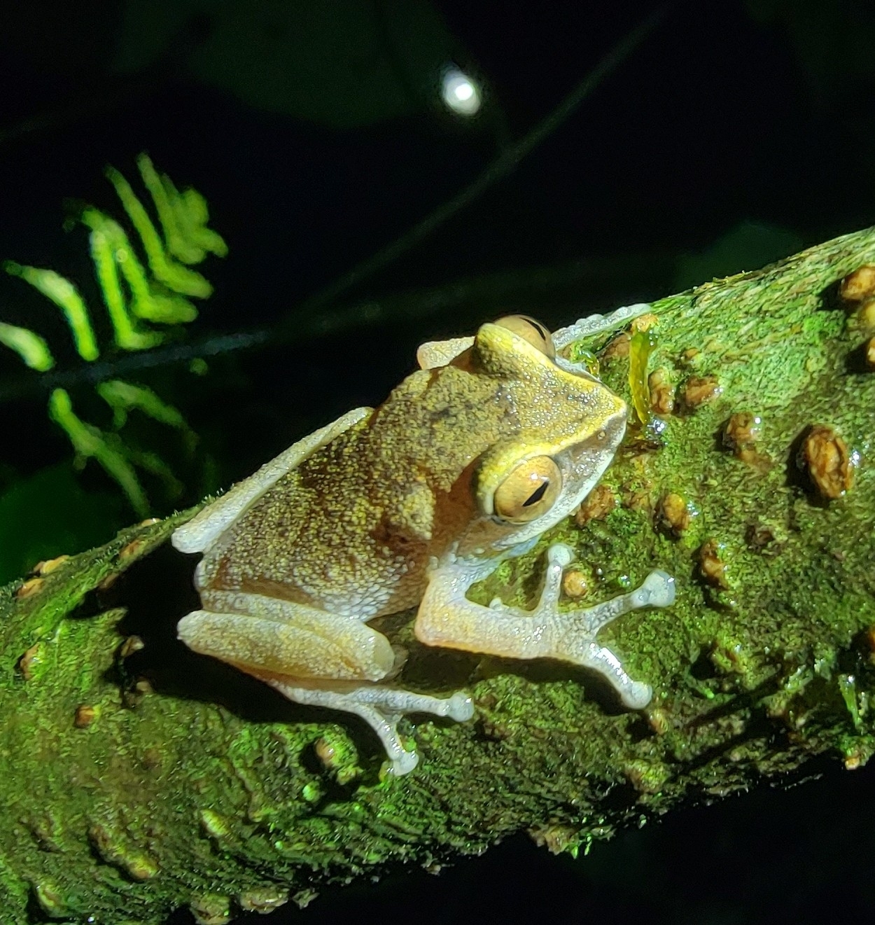 Munnar Canopy Bush Frog