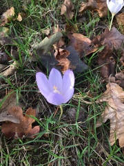 Crocus kotschyanus