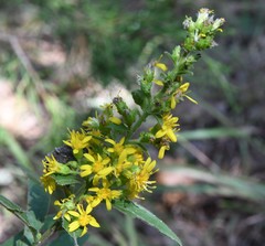Solidago petiolaris
