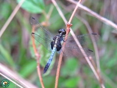 Erythrodiplax avittata