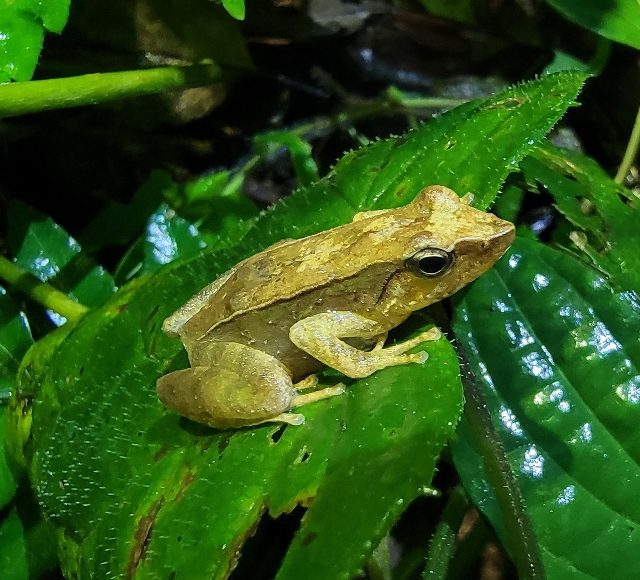 Beautiful Torrent Frog Anura