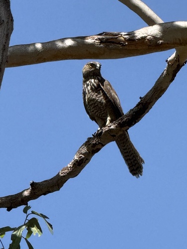 Brown Goshawk