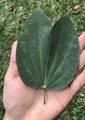 Bauhinia picta