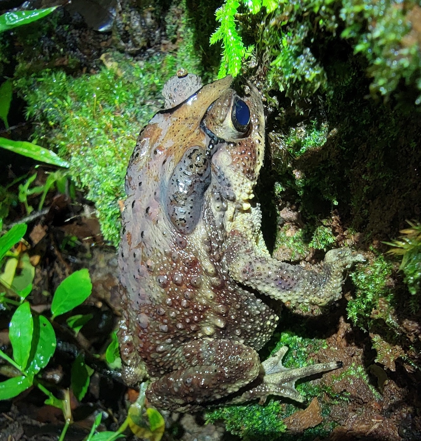 Indian Common True Toad