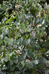 Bauhinia picta