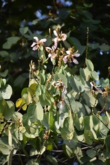 Bauhinia picta