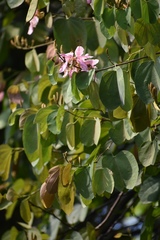 Bauhinia picta