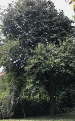 Bauhinia picta