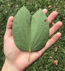 Bauhinia picta