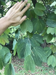 Bauhinia picta