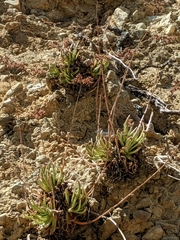 Dudleya viscida