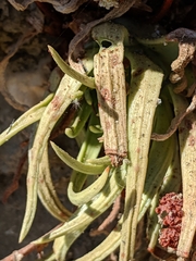 Dudleya viscida