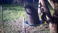 Coccothraustes vespertinus brooksi