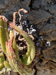 Dudleya viscida