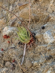 Dudleya viscida