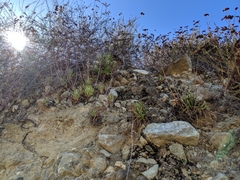 Dudleya viscida