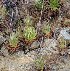 Dudleya viscida