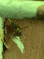 Ichneumon ambulatorius