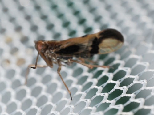 Euides speciosa
