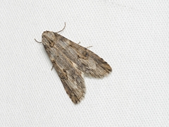 Calathusa allopis