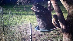 Coccothraustes vespertinus brooksi