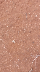 Acinonyx