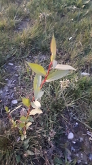 Salix myricoides