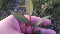Salix myricoides