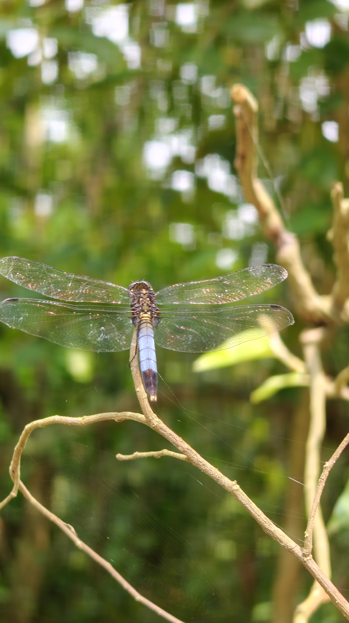 Blue-Tailed Forest Hawk