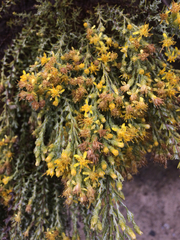 Ericameria ericoides