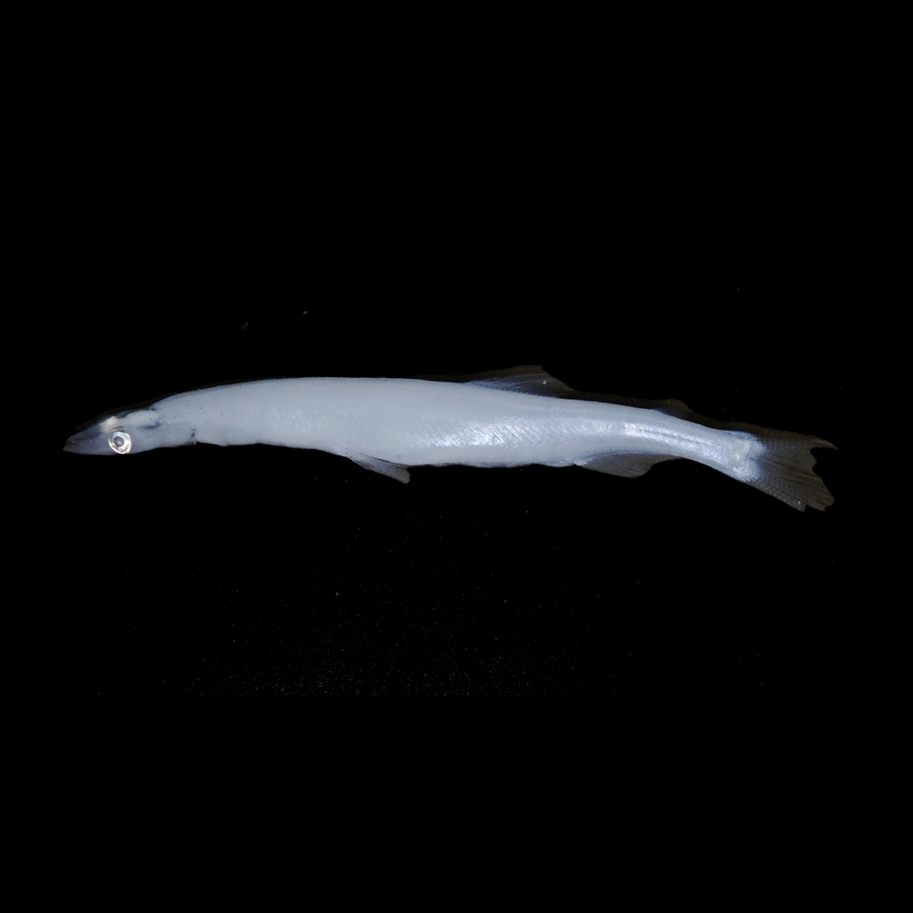 Asian Icefish