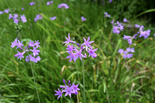 Tulbaghia violacea