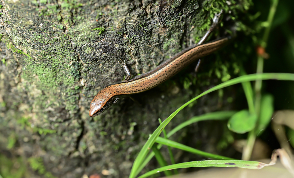 Guizhou Ground Skink