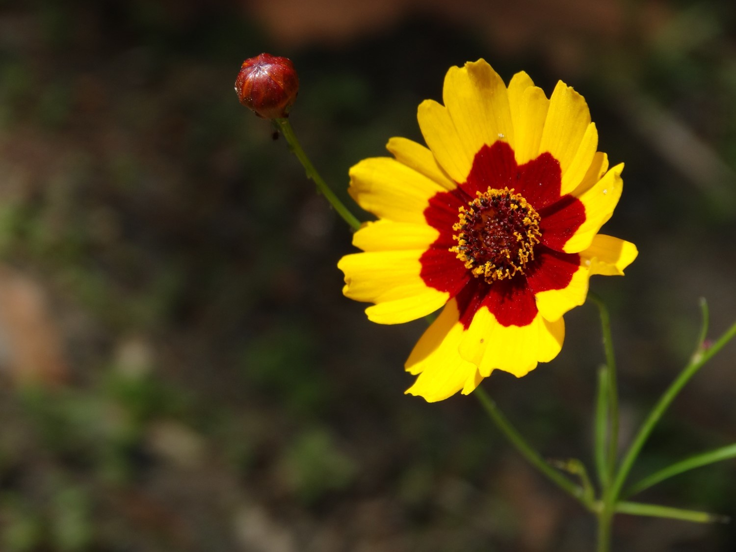 Coreopsis tinctoria