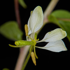Cleome aculeata