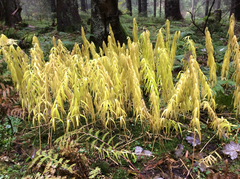 Polygonatum verticillatum
