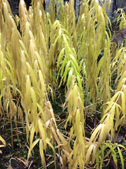 Polygonatum verticillatum