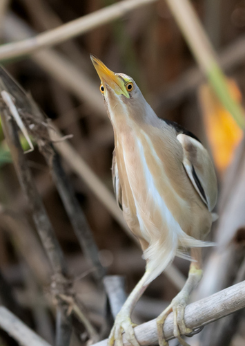 Avetorillo común (Ixobrychus minutus)