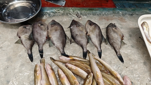 Black scraper (Thamnaconus modestus) — Monacanthidae — 3