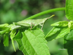 Sphenacris crassicornis