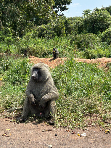 Olive Baboon