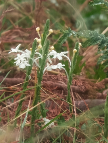 White Trumpets (Chascanum hederaceum)