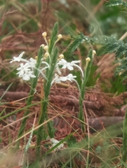 Chascanum hederaceum