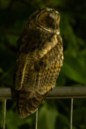 View observation of {o.common_name} on iNaturalist