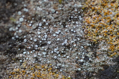 Myriolecis crenulata