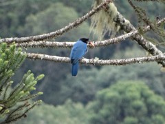 Cyanocorax caeruleus