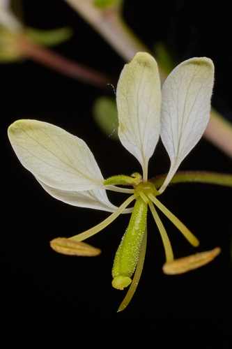prickly spiderflower (Cleome aculeata)